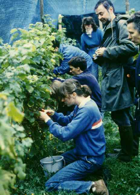 vendanges1990.jpg (31701 octets)