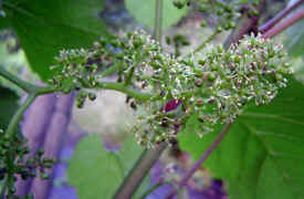 site vigne fleur 01175.jpg (95335 octets)