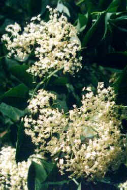 sureau-fleurs2.jpg (24646 octets) border=